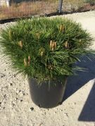  Trpe hibrid feketefny Pinus Nigra 'Marie Bregeon' CLT10