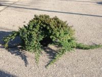  Trpe kszborka Juniperus Proc. 'Nana' CLT20