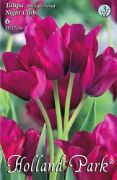  Tulipa Multiflowered Night Club Tulipn virghagymk 3'