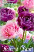  Tulipa Duo Double Purple & Pink lila s rzsaszn tulipn virghagymk 2'