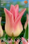  Tulipa Lily flowered Elegant Lady tulipn virghagymk 2'