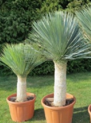  Yucca  rostrata  CLT20