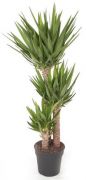  Yucca ris plmaliliom 27 cm-es cserpben, kb. 140 cm magas