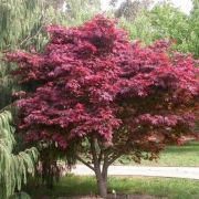  Acer  palm.'Red  emperor'CLT15  80/100