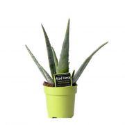  Aloe vera 12 cm-es cserépben kb. 10 cm magas