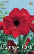  Hippeastrum Amaryllis Red piros amarillisz virghagyma 5'
