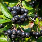 Ozis fekete trpeberkenye - Aronia prunifolia 