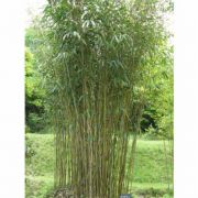  Törpe bambusz Bambusa Nana 'Longifolia' CLT3