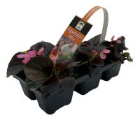 Oázis barna levelű, rózsaszín virágú begónia, 6 db pakkban (szállítás kb. Április 5-től) P