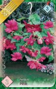 Begonia Pendula Pink begnia gumk 3'