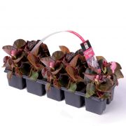 Oázis zöld levelű, rózsaszín virágú begónia, 10 db (szállítás várhatóan március-április)