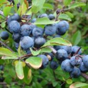 Ozis kkny - Prunus spinosa - kontneres, fanyar z,tvises c2 40/50