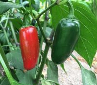 Oázis Jalapeno chili paprika palánta 12 cm-es cserépben ID