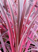 Rózsaáslevelű déli bunkóliliom Cordyline Australis 'Electric Pink' CLT5