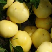 Csps almapaprika palnta 10,5-12 cm-es cserpben (szllts Mjus 10 - 17 kztt)