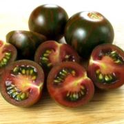 Chocolate cherry paradicsom palánta 12 cm-es cserépben D