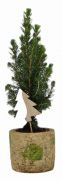  Picea Glauca cukorsvegfeny 6 cm cserpben, kermia kaspban kb. 25 cm magas
