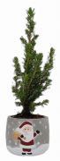  Picea Glauca cukorsvegfeny 6 cm cserpben, mikulsos kermia kaspban kb. 25 cm magas