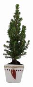  Picea Glauca cukorsvegfeny 6 cm cserpben, kermia kaspban kb. 25 cm magas