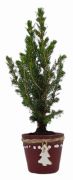  Picea Glauca cukorsvegfeny 6 cm cserpben, fenyfs kermia kaspban kb. 25 cm magas