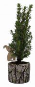  Picea Glauca cukorsvegfeny 6 cm cserpben, fatrzses kermia kaspban kb. 25 cm magas