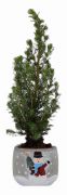  Picea Glauca cukorsvegfeny 6 cm cserpben, hemberes kermia kaspban kb. 25 cm magas