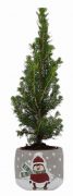  Picea Glauca cukorsvegfeny 6 cm cserpben, pingvines kermia kaspban kb. 25 cm magas