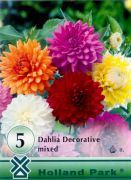  Dahlia Decorative Mixed vegyes dekoratv dlia gumk 1'
