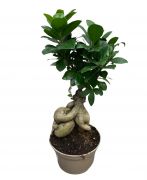  Ficus (Bonsai) Ginseng kislevelű fikusz 18 cm-es cserépben kb. 20 cm magas