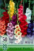  Gladiolus Large flowered Mixed vegyes kardvirg virghagymk mega pack