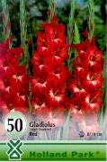  Gladiolus Large flowered Red kardvirg virghagymk mega pack