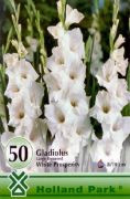  Gladiolus Large Flowered White Prosperity fehr kardvirg virghagymk mega pack