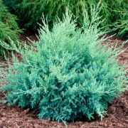  Ezsts terl borka Juniperus Med. Pfitz.Glauca CLT10