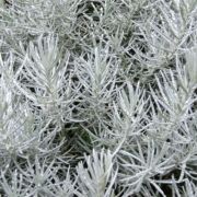  A. Helichrysum italicum olasz szalmagyopr - 