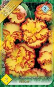  Begonia Crispa marginata yellow begnia gumk 3'
