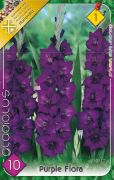  Gladiolus Purple Flora lila kardvirg virghagymk 1'