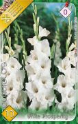  Gladiolus White Prosperity fehr kardvirg virghagymk 4'