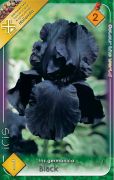  Iris germanica Black fekete risz virghagyma 2'