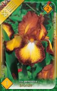  Iris germanica Bronze írisz virághagyma 2'