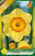  Narcissus Large Cupped Delibes nárcisz virághagymák 2'