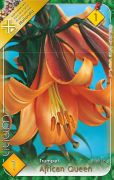  Lilium Trumpet African Queen trombitavirg liliom virghagyma 1'
