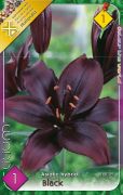  Lilium Asiatic Hybrid Black fekete liliom virghagyma 1'