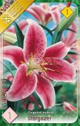  Lilium Oriental hybrid Stargazer liliom virghagyma 1'