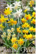  Narcissus Botanical Mixed vegyes nrcisz virghagymk 1'