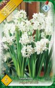  Narcissus Paperwhite nrcisz virghagymk