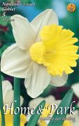  Narcissus Trumpet Goblet nrcisz virghagymk 2'