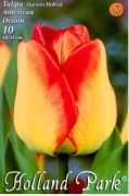  Tulipa Darwin Hybrid American Dream Darwin hibrid tulipn virghagymk 2'