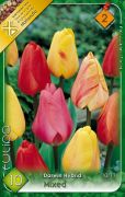  Tulipa Darwin Hybrid Mixed vegyes virghagymk 2'