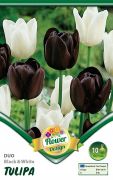  Tulipa Duo Black & White fekete s fehr tulipn virghagymk 2'