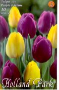  Tulipa Duo Purple & Yellow lila s srga tulipn virghagymk 2'